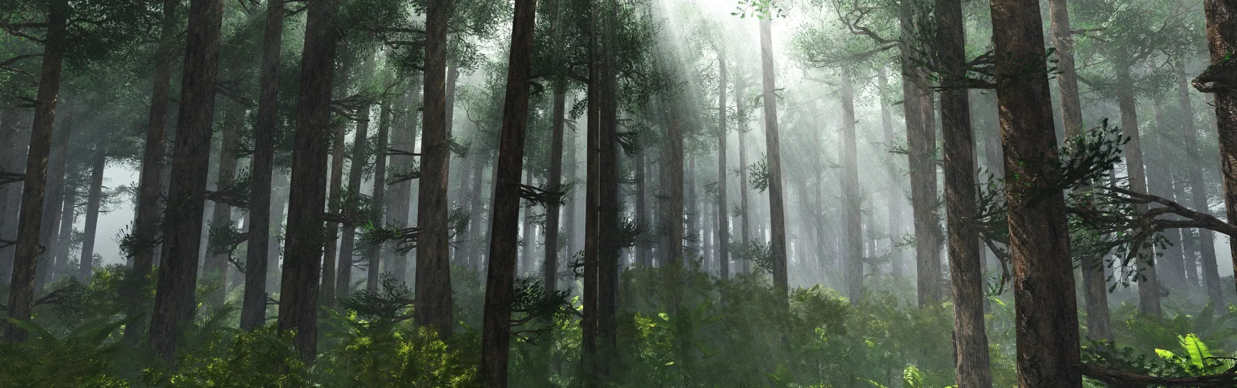 A misty morning among the trees