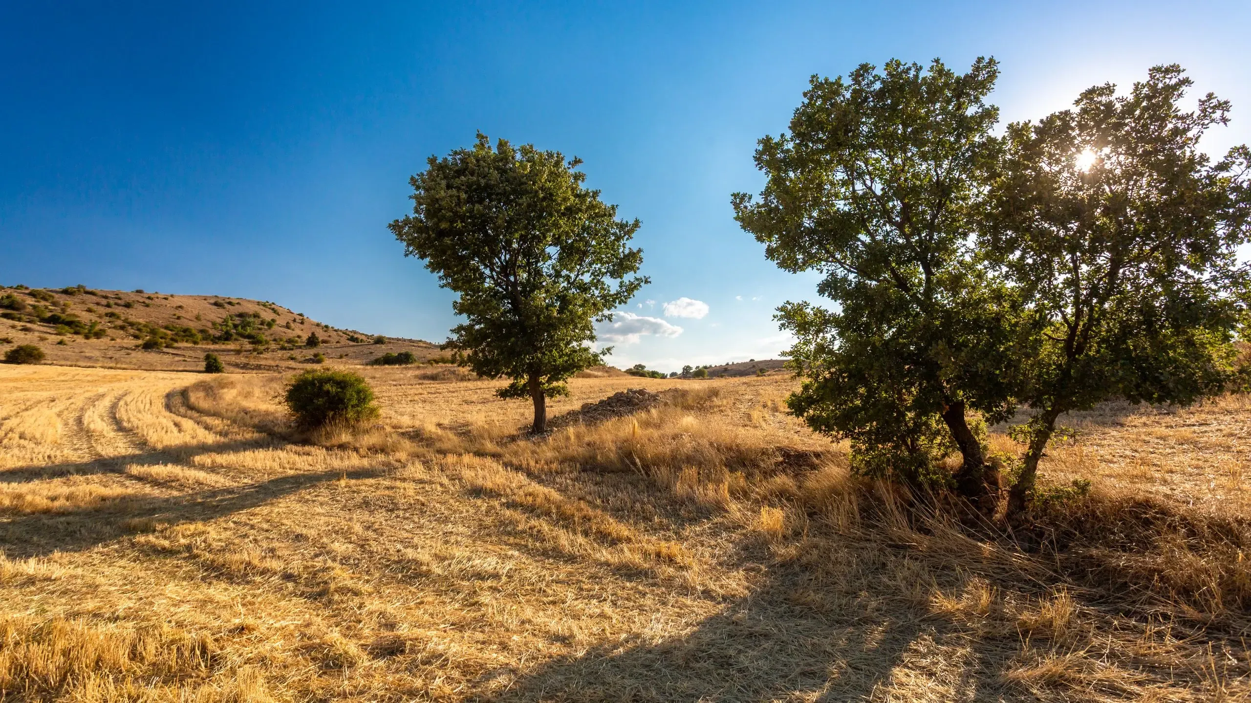 A serene field with green grass, scattered trees, and a gentle hill rising in the background under a clear blue sky