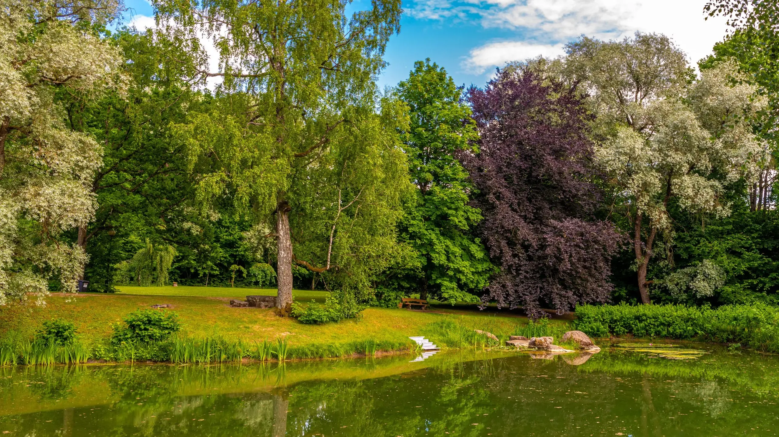 A serene pond surrounded by lush greenery in a tranquil park setting