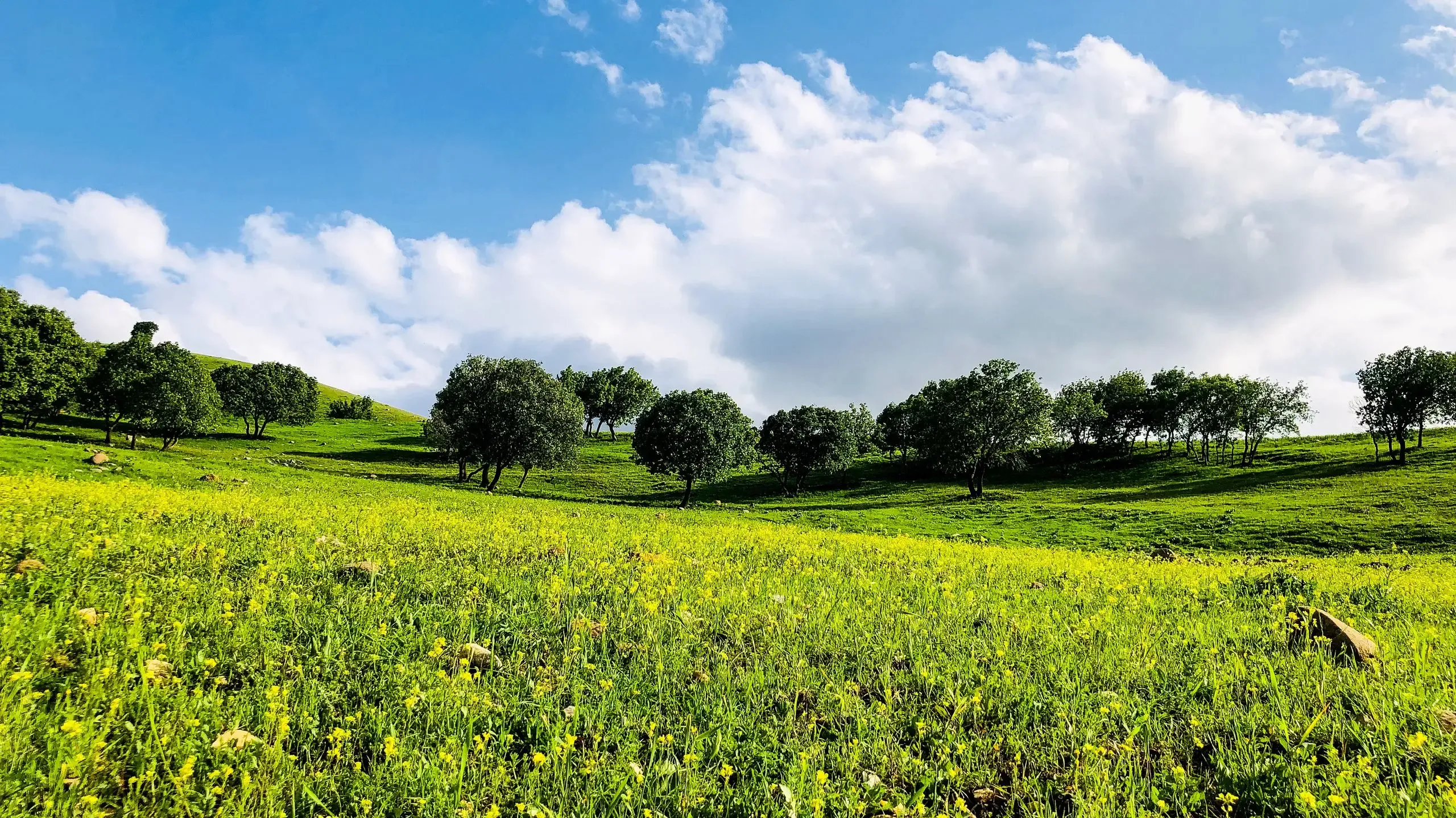 A vibrant green field adorned with blooming flowers and scattered trees under a clear blue sky